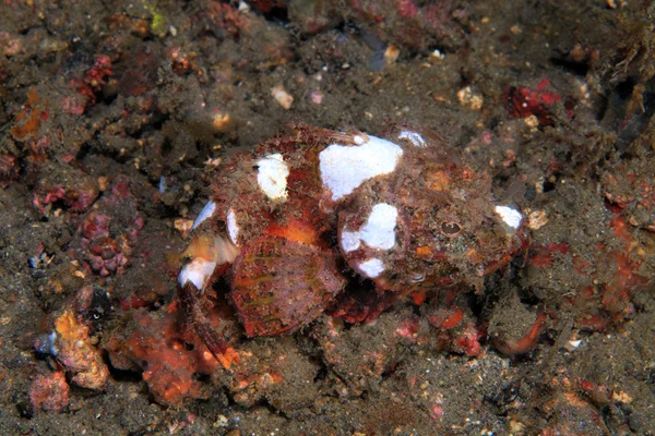 Devil scorpionfish — Stock Photo, Image