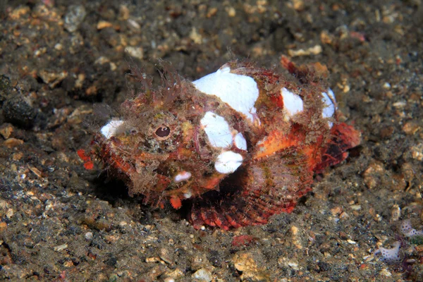 Şeytan scorpionfish — Stok fotoğraf