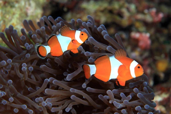 Clown anemonefish — Stock Photo, Image