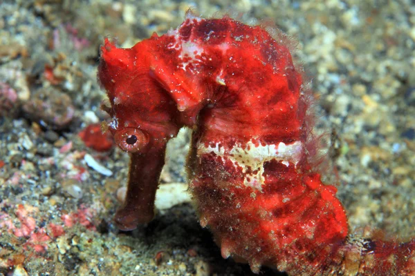 Seahorse — Stock Photo, Image