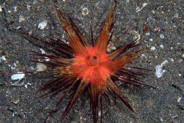 Kızıl Deniz kestanesi