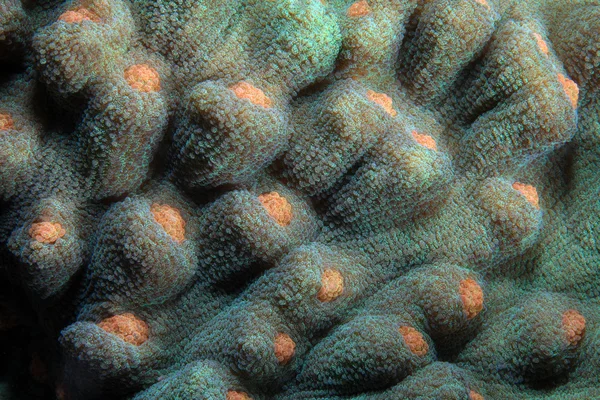 Coral pedregoso — Foto de Stock