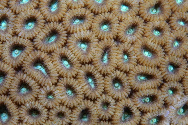 Каменистые кораллы — стоковое фото