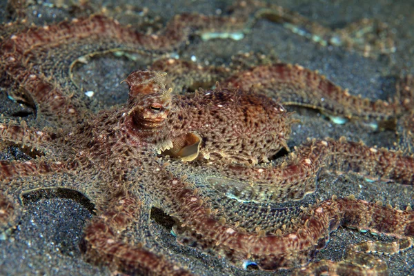 Bootsen octopus — Stockfoto