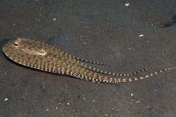 Mimic octopus — Stock Photo, Image