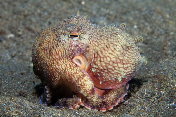 Coconut octopus — Stock Photo, Image