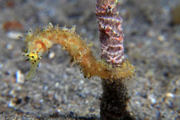 Thorny seahorse — Stock Photo, Image