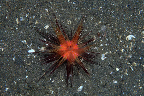 Roter Seeigel — Stockfoto