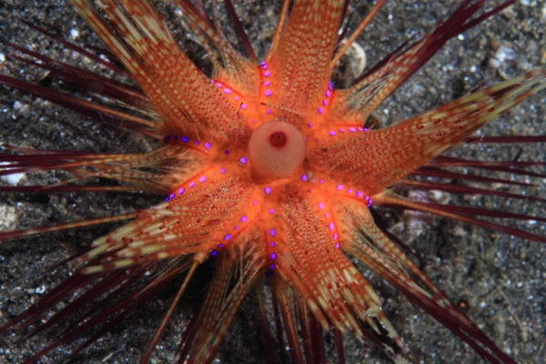 Riccio di mare rosso — Foto Stock