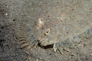 leopar pisi balığı