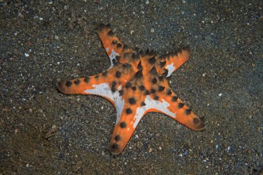 Horned sea star clipart