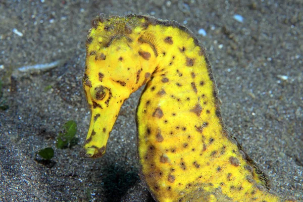 Gemeenschappelijke seahorse — Stockfoto