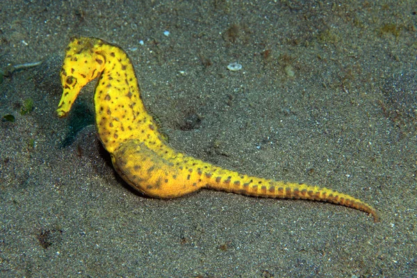 Gemeenschappelijke seahorse — Stockfoto