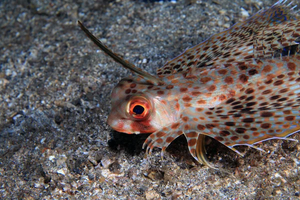 Fliegender Knurrhahn — Stockfoto