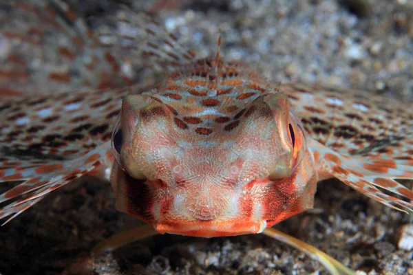 Létající gurnard — Stock fotografie