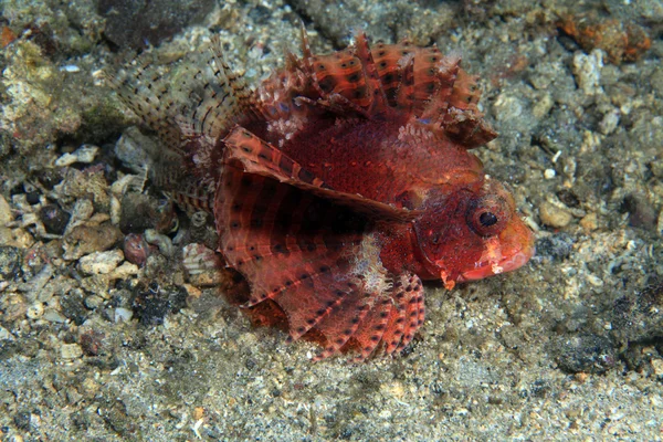 Shortfin firefish — Stock Photo, Image