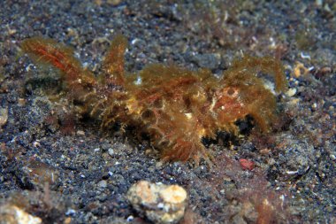 Ambon scorpionfish