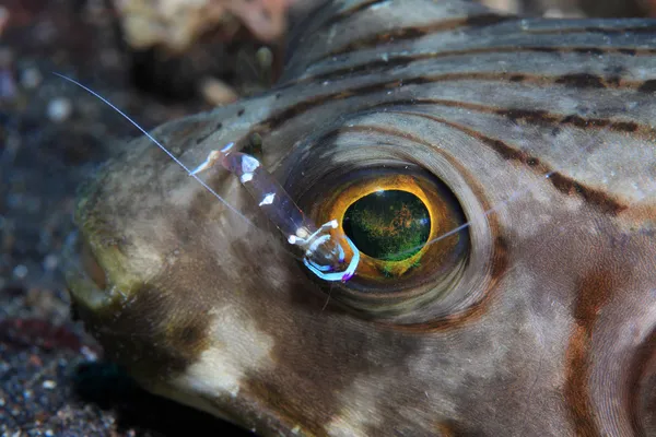 Schmaler Kugelfisch — Stockfoto