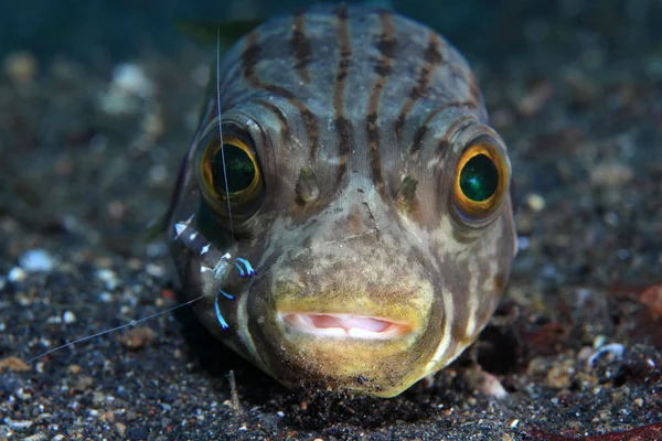 Wąski, wysadzanej puffer — Zdjęcie stockowe