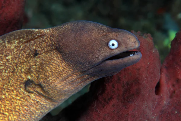 White-eyed moray eel — Stock Photo, Image