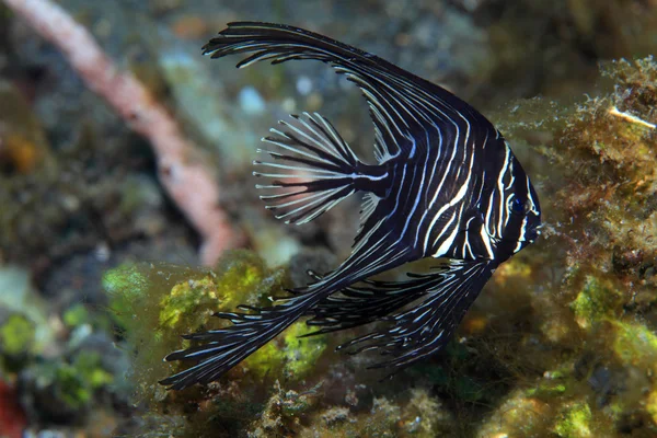 Kambur batfish — Stok fotoğraf