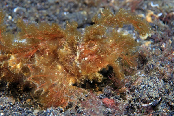 Ambon scorpionfish — Stock Photo, Image