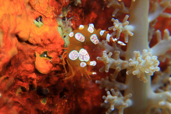 Креветки отряда
