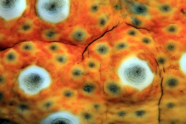 Deniz hıyarı — Stok fotoğraf
