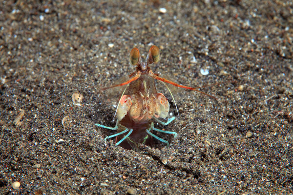 Креветки-богомолы
