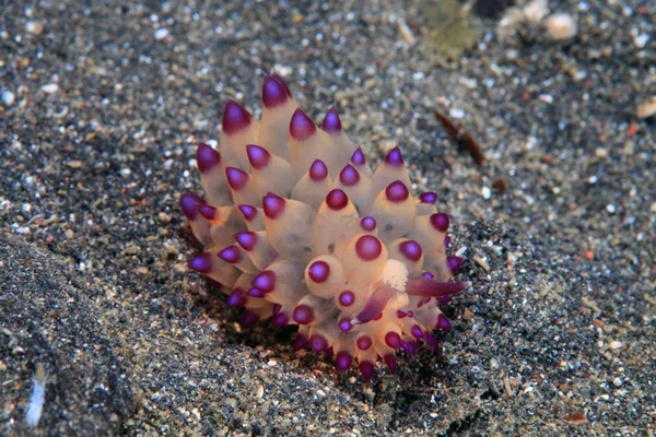 Nudibranche colorée — Photo