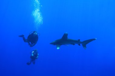 Oceanic whitetip köpekbalığı ve tüplü dalgıçlar