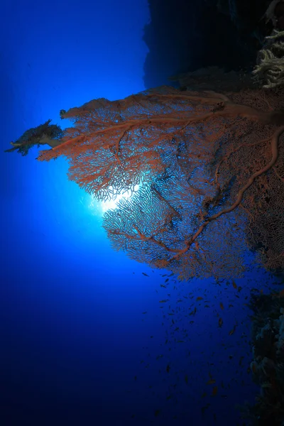 Gorgonian sea fan coral — Stock Photo, Image