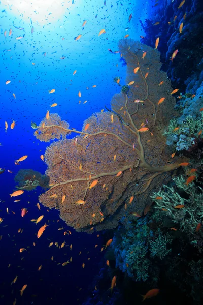 Gorgonian sea fan coral — Stock Photo, Image