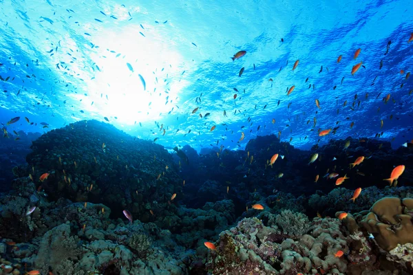 Arrecife de coral — Foto de Stock