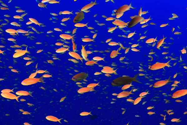 五颜六色的鱼 — 图库照片