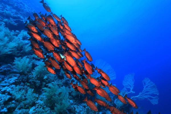 Shoal de perchas de ojo grande rojo —  Fotos de Stock