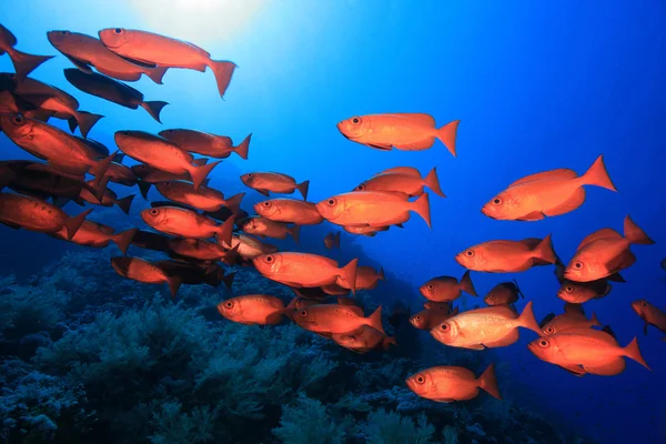 Shoal de poleiros bigeye vermelho — Fotografia de Stock