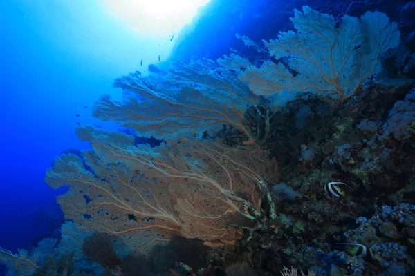 Gorgonian море вентилятор — стокове фото
