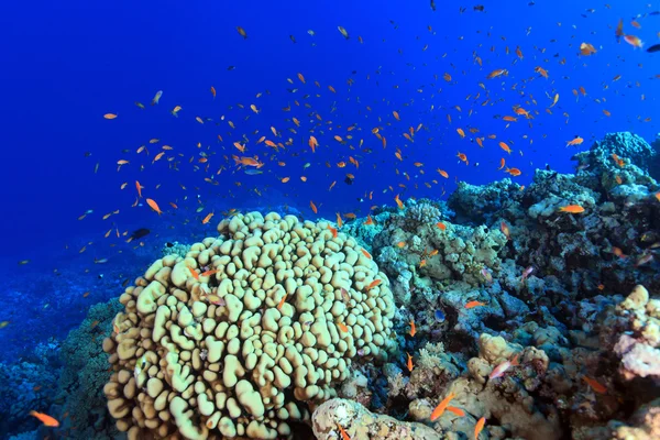 Barriera corallina nel mare rosso — Foto Stock