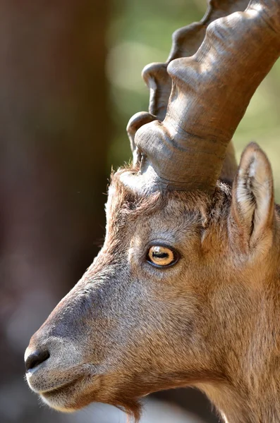 Montanha macho ibex — Fotografia de Stock
