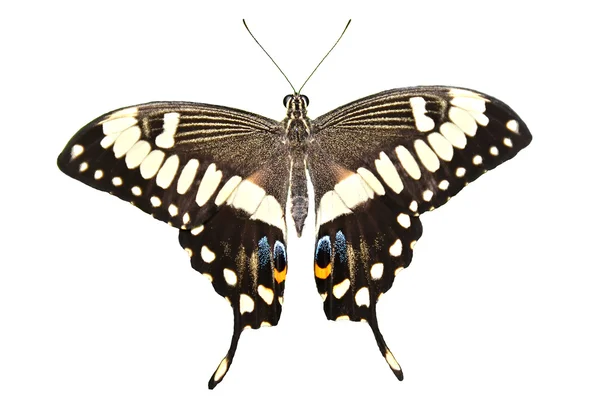 American Swallowtail — Stock Photo, Image