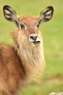 Waterbuck