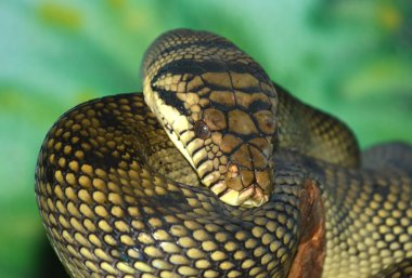 ametist python
