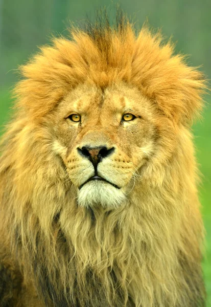 Male Lion Stock Photo by ©mountainpix 13551452