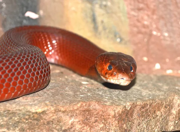 Piros köpködni cobra — Stock Fotó