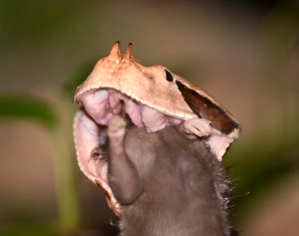 Gabunenotter — Stockfoto