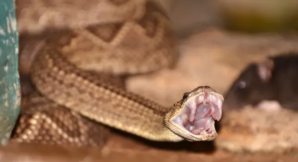 Serpente sonaglio — Foto Stock