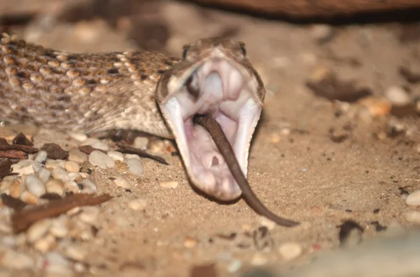 Rattle Snake — Stock Photo, Image