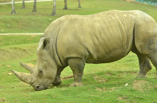 Witte neushoorn — Stockfoto