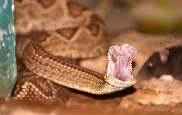 Погремушка змея атака